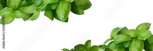 Many bright green basil leaves frame isolated on transparent background. Fresh herb banner design. Food element border close up PNG. Dense green foliage cut out for dry spice, seasoning packaging