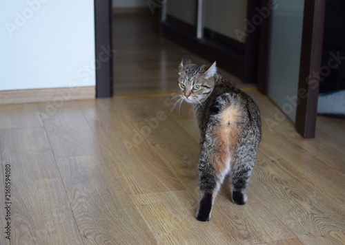 A Kurilian Bobtail tabby cat, seen from behind. A domestic cat in a room at home.