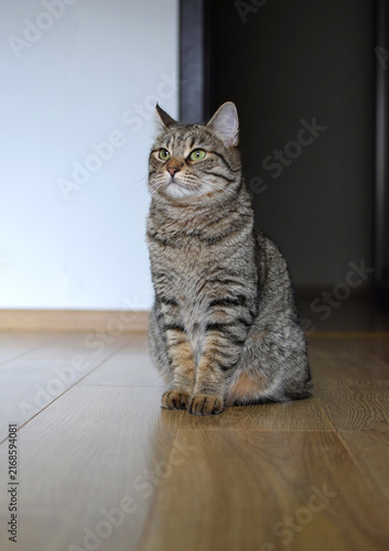 A close-up of a tabby domestic cat in a home setting. Kurilian Bobtail breed