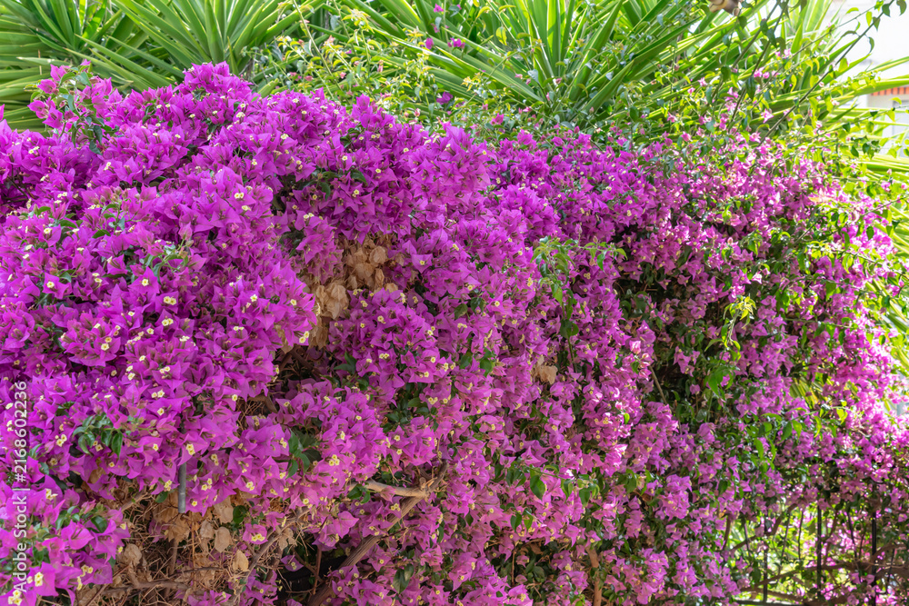 Fototapeta premium Vibrant Purple Bougainvillea Flowers in a Lush Garden