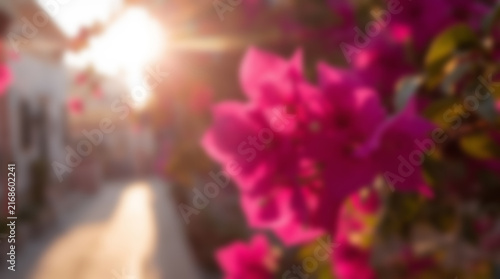 Vibrant pink bougainvillea flowers bathed in warm golden hour sunlight.