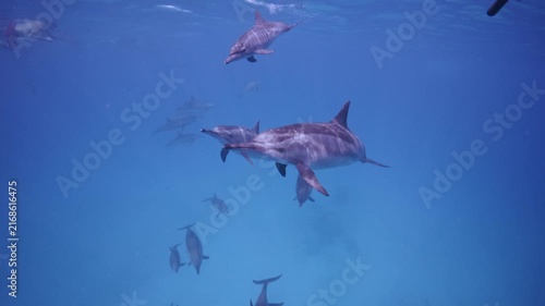 Pod of spinner dolphins in lagoon.