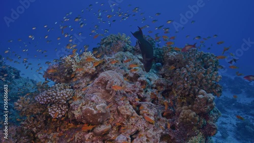 Redtooth triggerfish feeding on coral head.