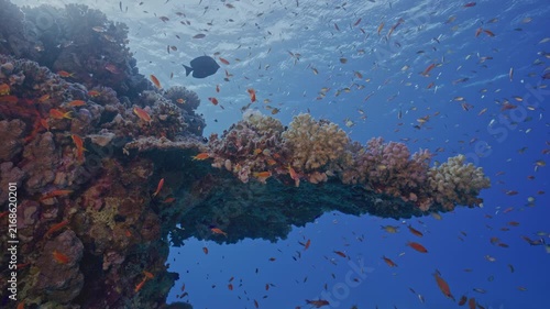 Large number of anthias fish on coral outcrop.