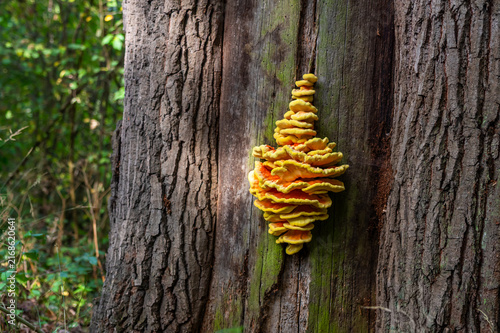 Canvastavla Laetiporus sulphureus or chicken of the woods mushroom on tree