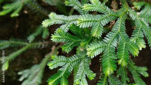 Detailed Green Fern Leaves with Feathery Texture