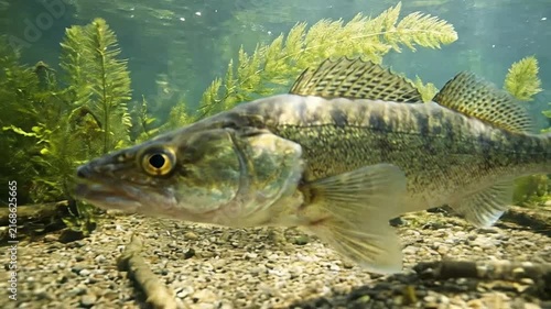 Freshwater Fish Swimming Among River Plants Underwater Scene