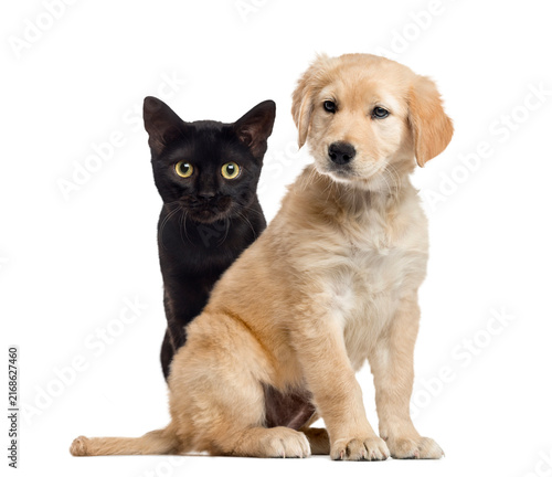Dog and cat sitting, isolated on white