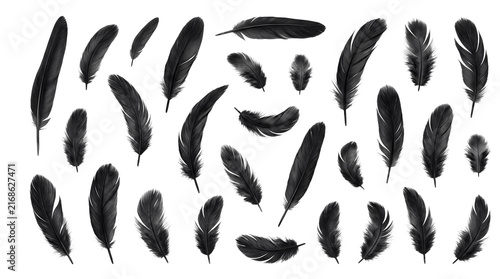 Black Bird Feathers Collection Isolated on Transparent Background PNG
