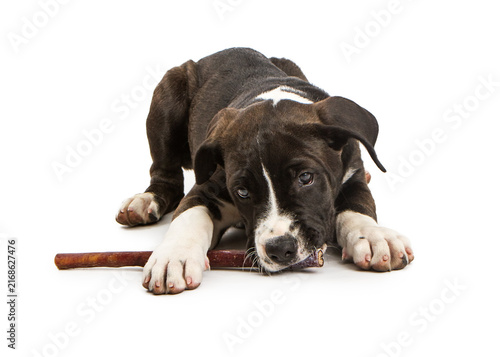 Cute Dog Chewing on Bully Stick