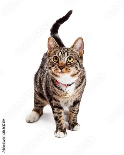 Curious Tabby Cat Walking Toward Camera