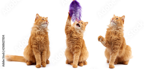 Three cheerful cats playing with feather isolated 