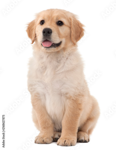 Happy 3 year Old Golden Retriever Puppy Sitting