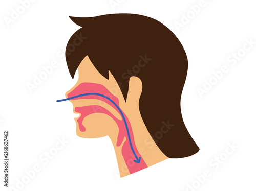 Normal Breathing or Airway during Sleep