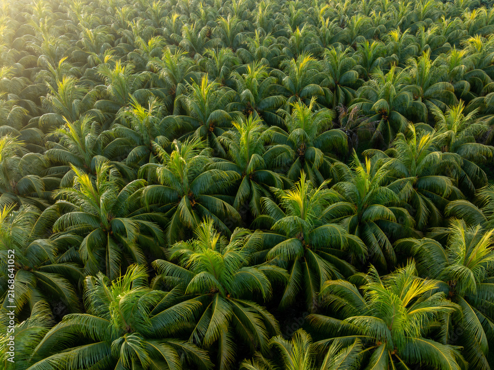 Obraz premium Top view of coconut trees field in the sunrise