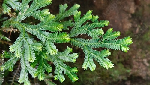 Bright Green Fern Leaves with Symmetrical Pattern