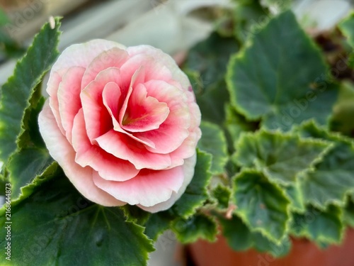 Konstfotografi close-up beautiful pink flowers of Elatior begonias