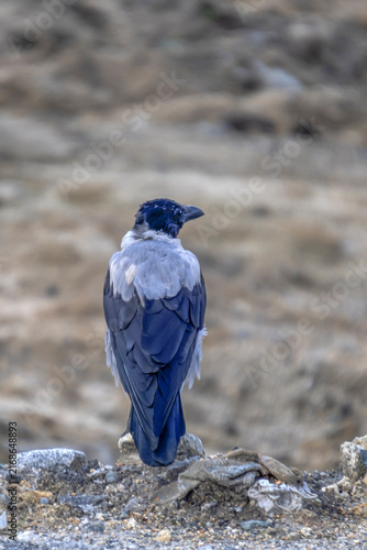 A crow is sitting on the edge of a quarry on a summer day