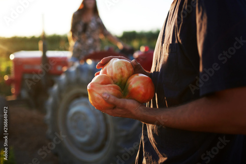 Obraz na płótnie Close Up of Farmer Holding Large Heirloom Tomatoes with Tractor and Woman at Sun