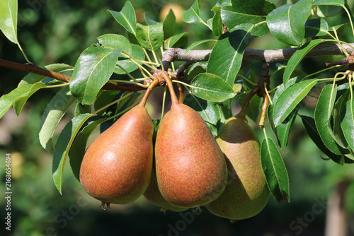 Birnen am Baum kurz vor der Ernte