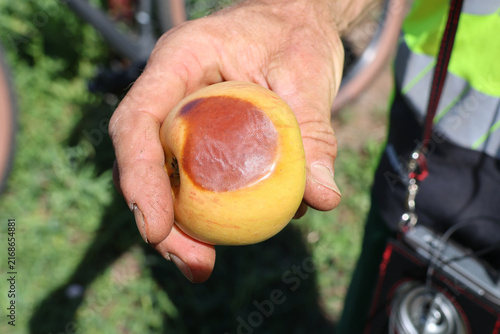 Apfel mit Sonnenbrand