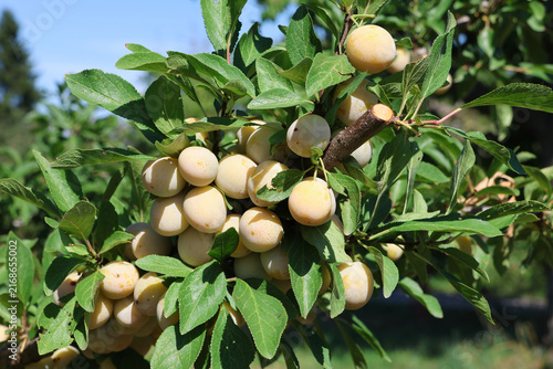 Marillen am Baum kurz vor der Ernte
