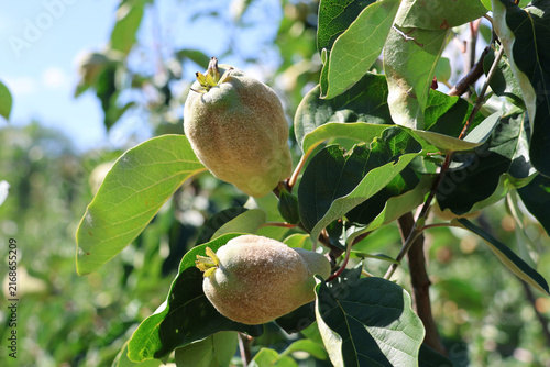 Quitten an Baum vor der Ernte