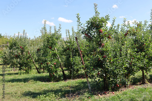Apfelplantage im Spätsommer vor der Ernte