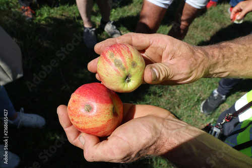 Äpfel mit Schorfpilz