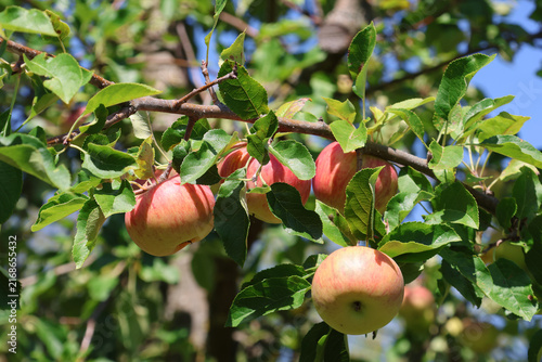 Gala Äpfel an Baum vor der Ernte