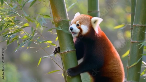 Red Panda Climbing Bamboo Stalks in a Lush Green Forest.
