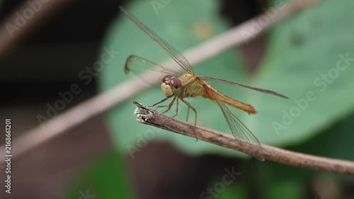 Green and Red Dragonfly  Resting on a Leaf in Lush Grass and Natural Wildlife Habitat