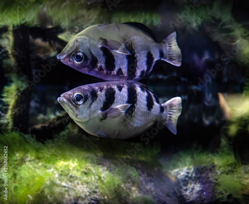 Canvastavla Close-up photo with reflection of a lurking archerfish.