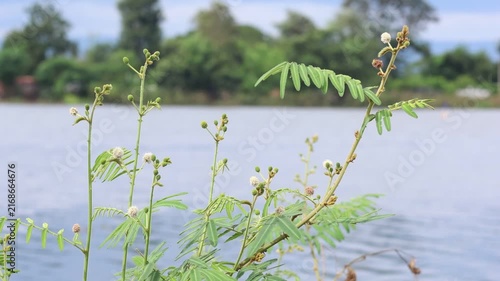 Green Reeds and Fresh Grass Growing Along the Water's Edge in a Beautiful Natural River Landscape During Spring and Summer