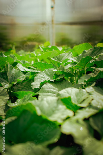 Foto Dense green leaves of cucurbit or garden plants growing inside a greenhouse, wit