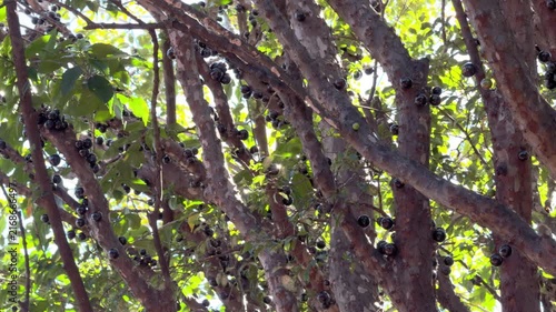Closeup of Jabuticaba Tree with Dark Fruit on Trunk