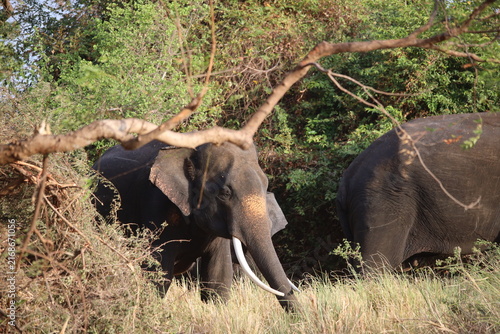 Quadro su tela Wild elephant with long white tusks lowers its head while walking through dry grass in a safari park