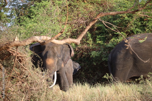Obraz na plátne Asian elephant with prominent tusks grazes peacefully under a fallen tree branch in the wilderness