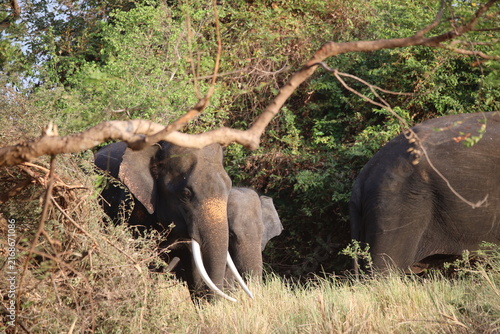 Foto Tusker elephant looks directly forward while foraging in the dense green shrubbery of a national park