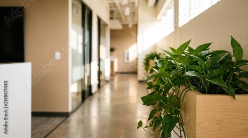 Bright and modern office hallway with natural light and green potted plants.
