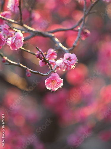 Obraz na plátně 暖かい日差しを浴びて美しく咲き誇るピンク色の梅の花