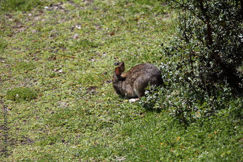 Bild auf Leinwand Andean tapeti or common tapeti (Sylvilagus brasiliensis andinus), also known as the Brazilian cottontail, forest cottontail, is a species of cottontail rabbit