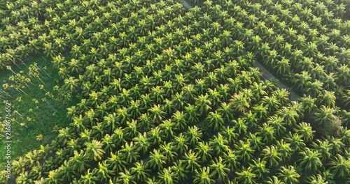 Top view of coconut trees field in the sunrise