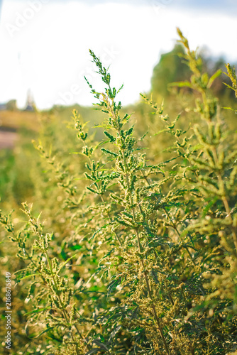 Bild auf Leinwand Close-up of a tall wild herb covered with small flower spikes and serrated leave