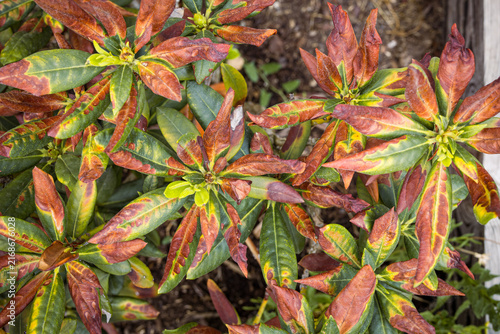 Ornamental shrub showing reddish, discolored and heat-stressed foliage after exposure to intense summer heat. The image illustrates plant stress caused by extreme temperatures, drought.