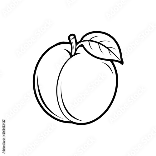 outline apricot fruits vector