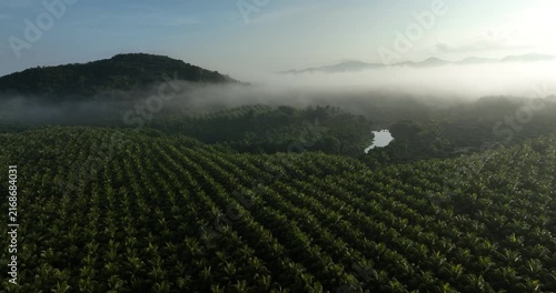 Top view of coconut trees field in the sunrise