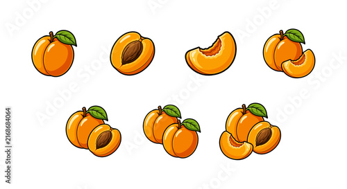 the apricot fruits set vector