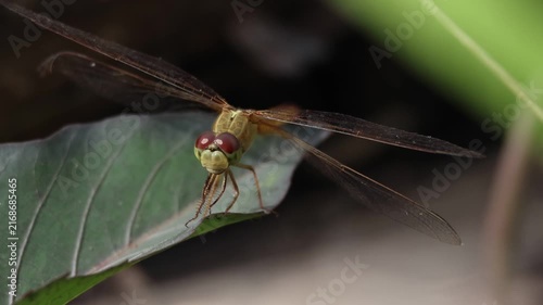 Green and Red Dragonfly  Resting on a Leaf in Lush Grass and Natural Wildlife Habitat