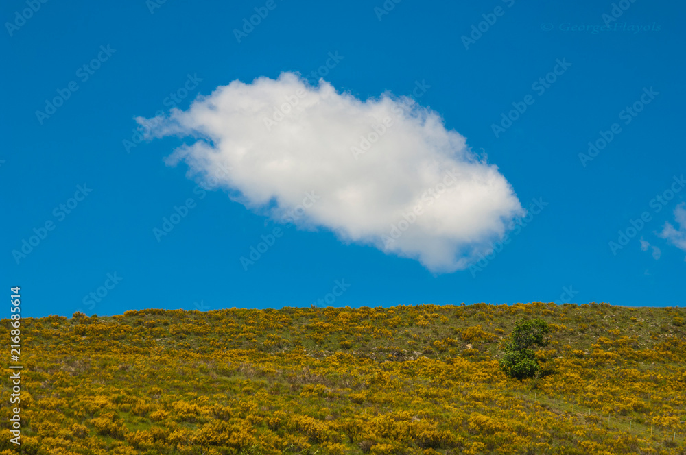 Фотография White cloud floating over yellow flower hillside